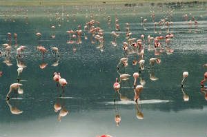 flamingos4.jpg